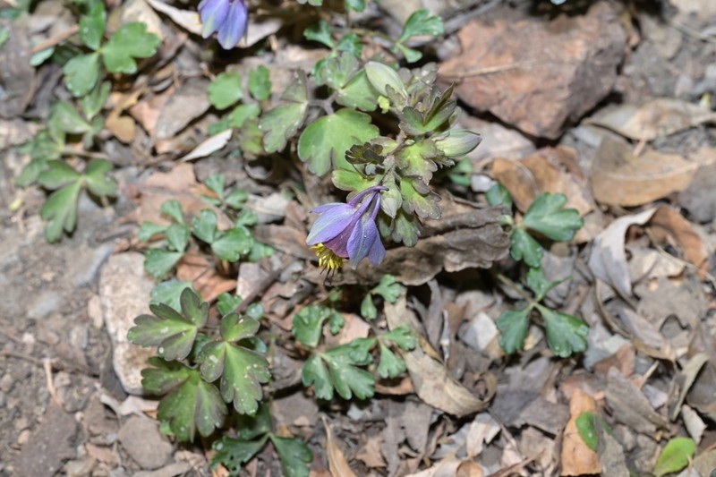 Aquilegia hebeica photo 2