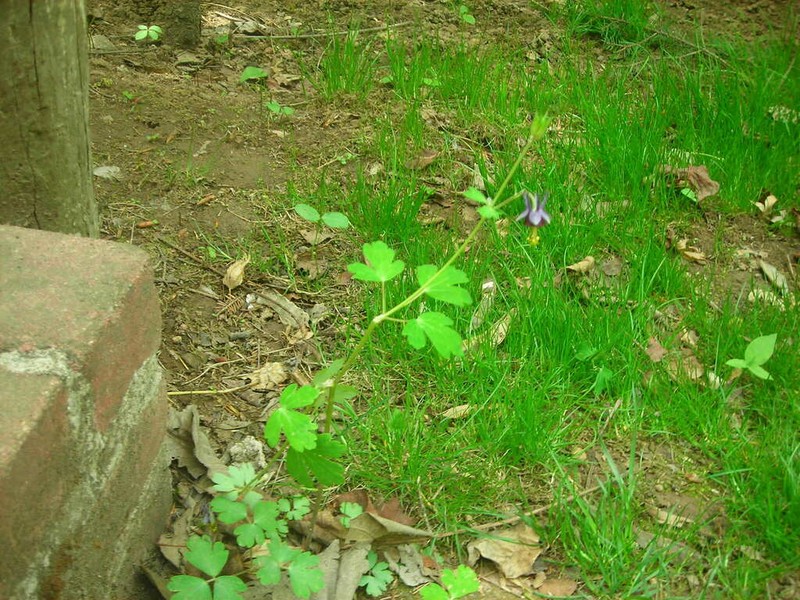 Aquilegia hebeica photo 3