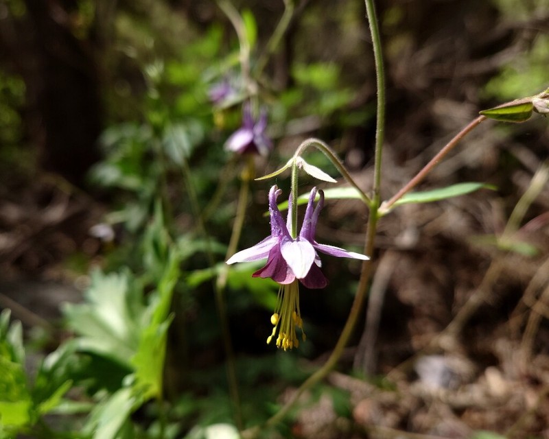 Aquilegia hebeica photo 5