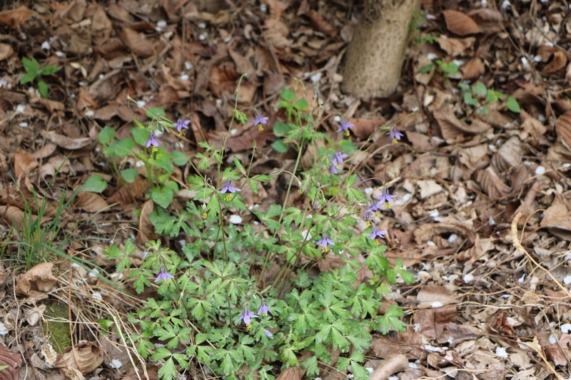 Aquilegia hebeica photo 6