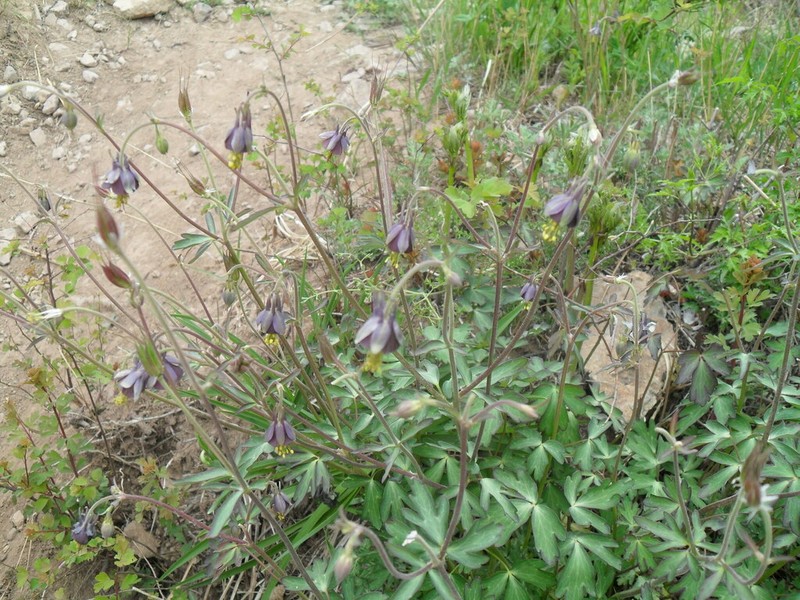 Aquilegia hebeica photo 7