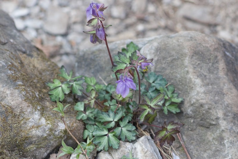 Aquilegia hebeica photo 8