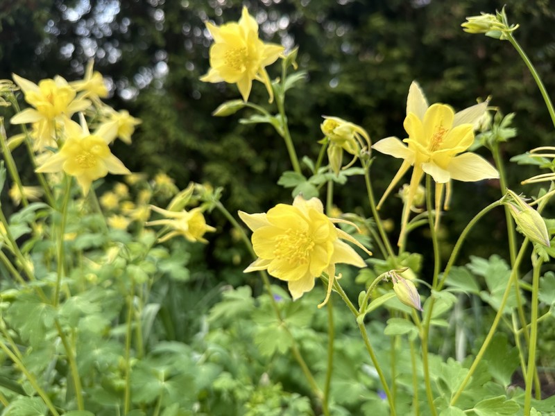 Aquilegia hinckleyana