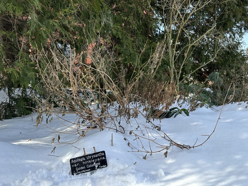 Aquilegia hinckleyana photo 2
