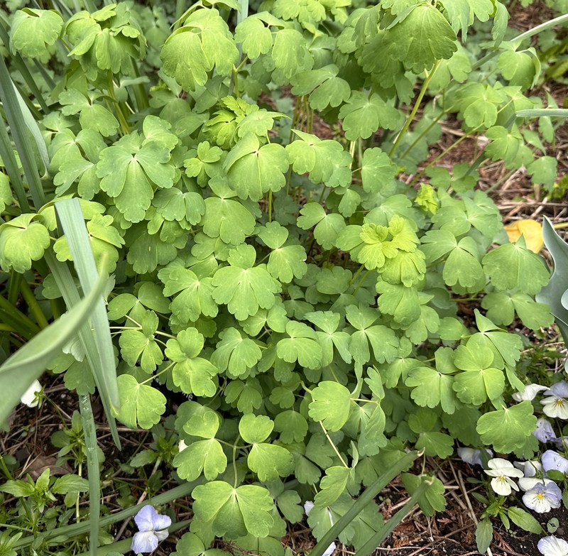Aquilegia hinckleyana photo 3