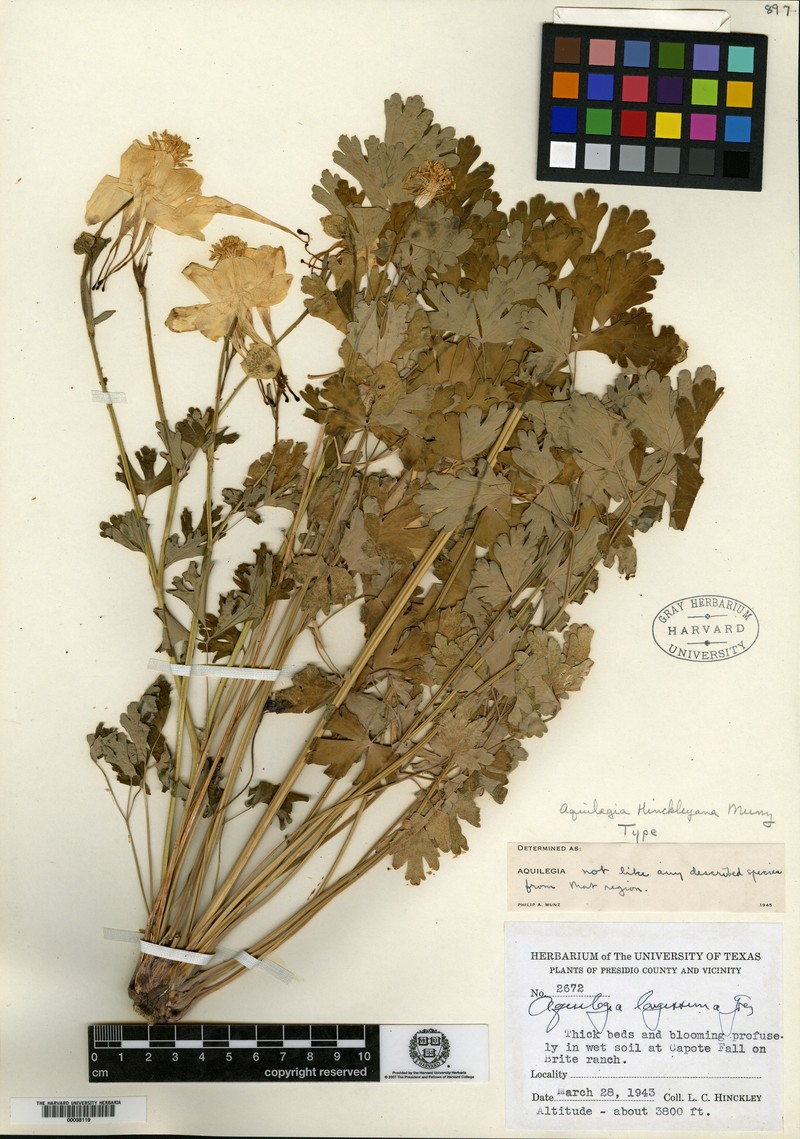 Aquilegia hinckleyana photo 4
