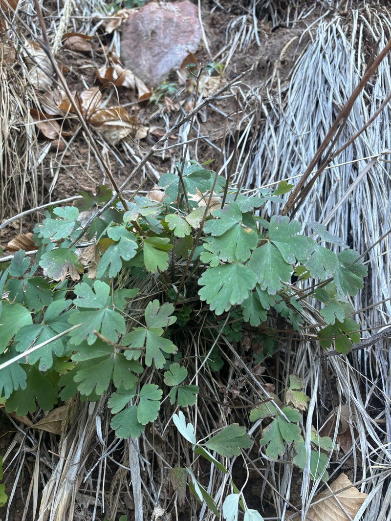 Aquilegia hinckleyana photo 5