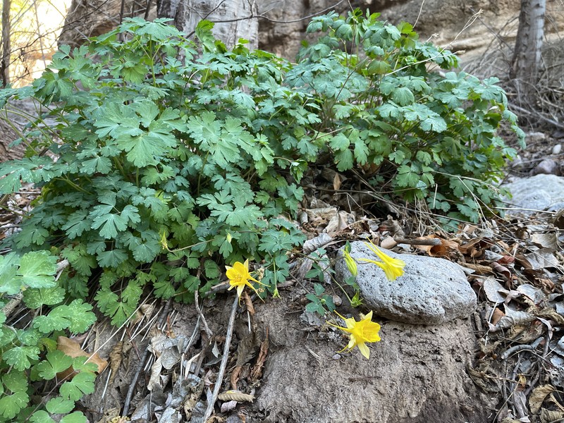 Aquilegia hinckleyana photo 6