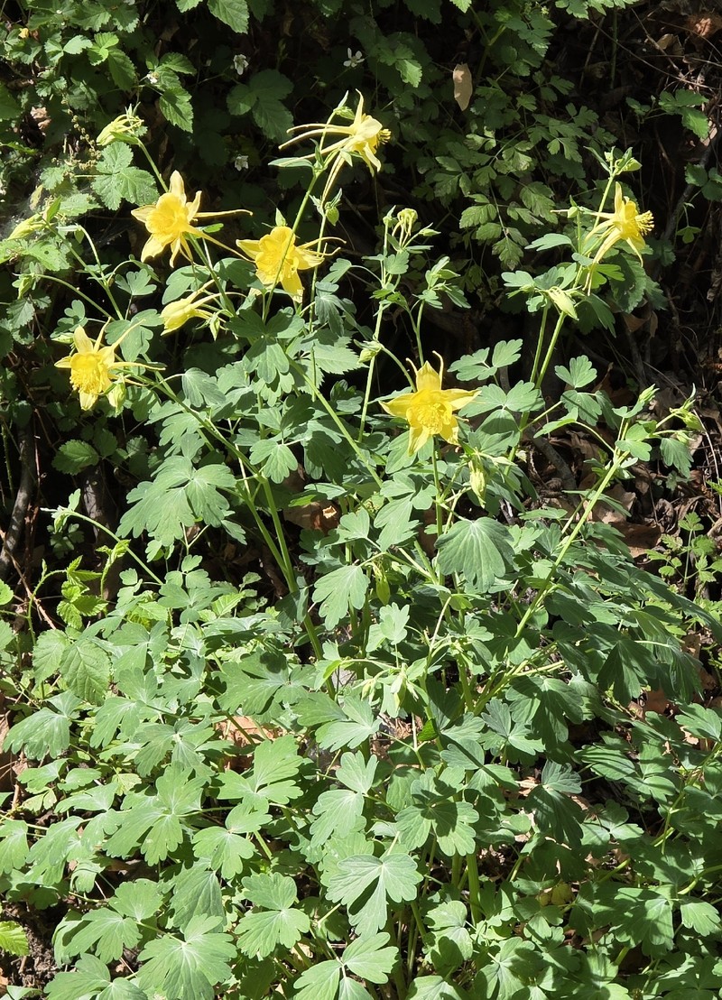 Aquilegia hinckleyana photo 7