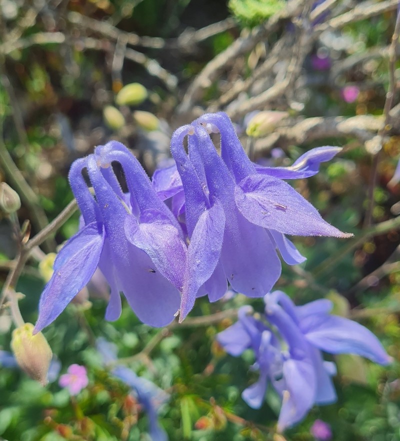 Aquilegia hirsutissima