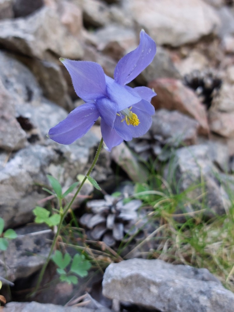 Aquilegia hirsutissima photo 2