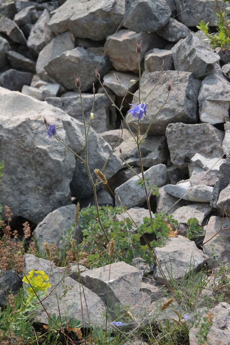 Aquilegia hirsutissima photo 3