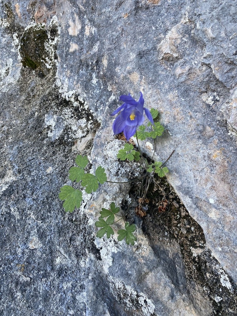 Aquilegia hirsutissima photo 4