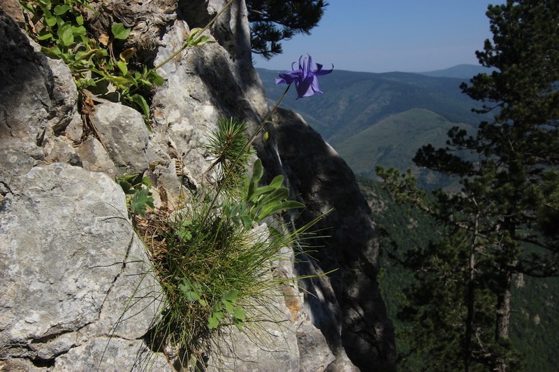 Aquilegia hirsutissima photo 6