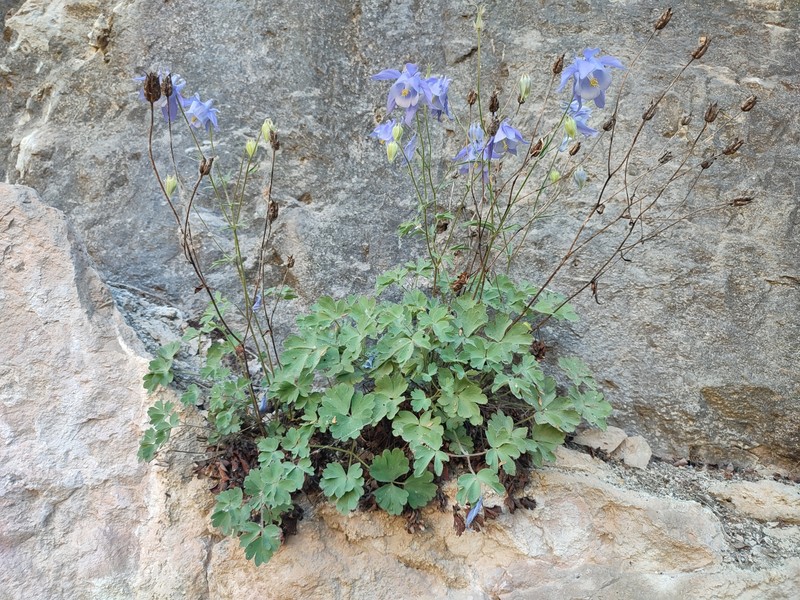 Aquilegia hirsutissima photo 7