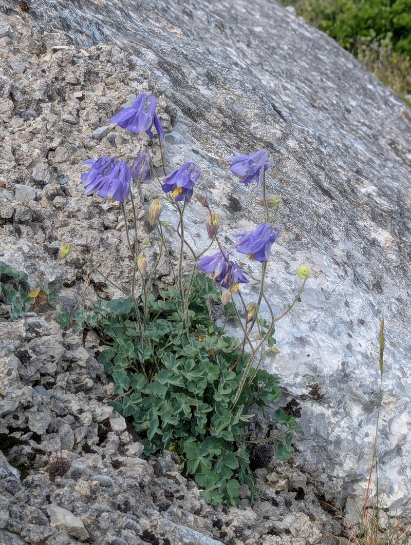 Aquilegia hirsutissima photo 8