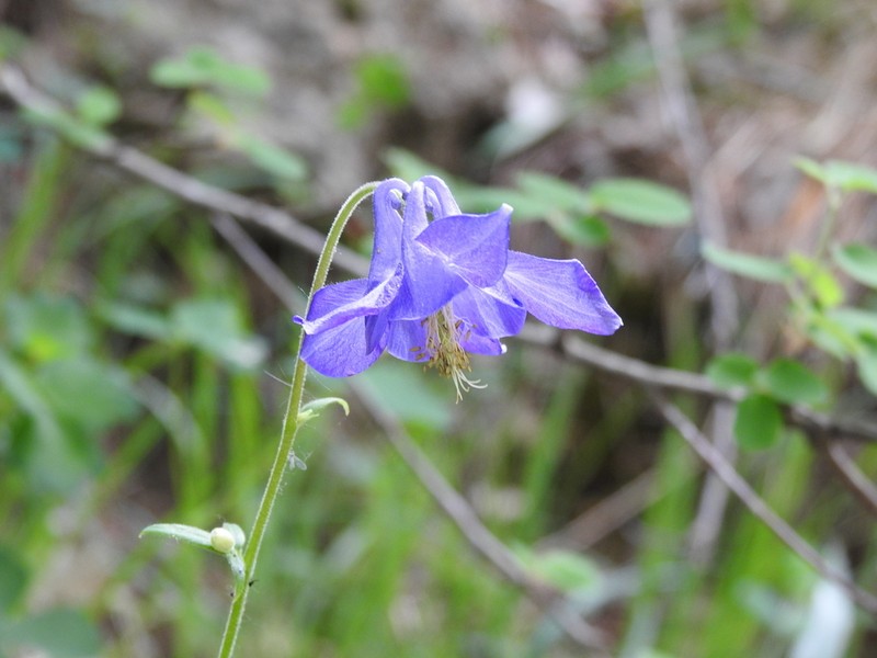 Aquilegia hispanica