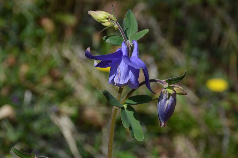 Aquilegia hispanica photo 2