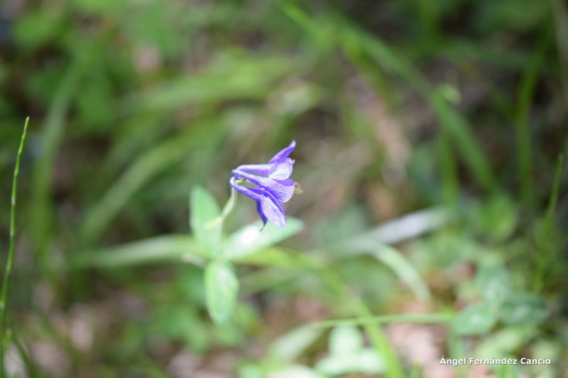 Aquilegia hispanica photo 3