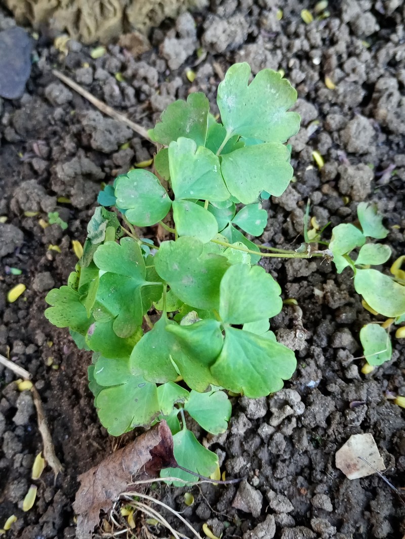 Aquilegia hispanica photo 4