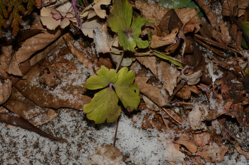 Aquilegia hispanica photo 5