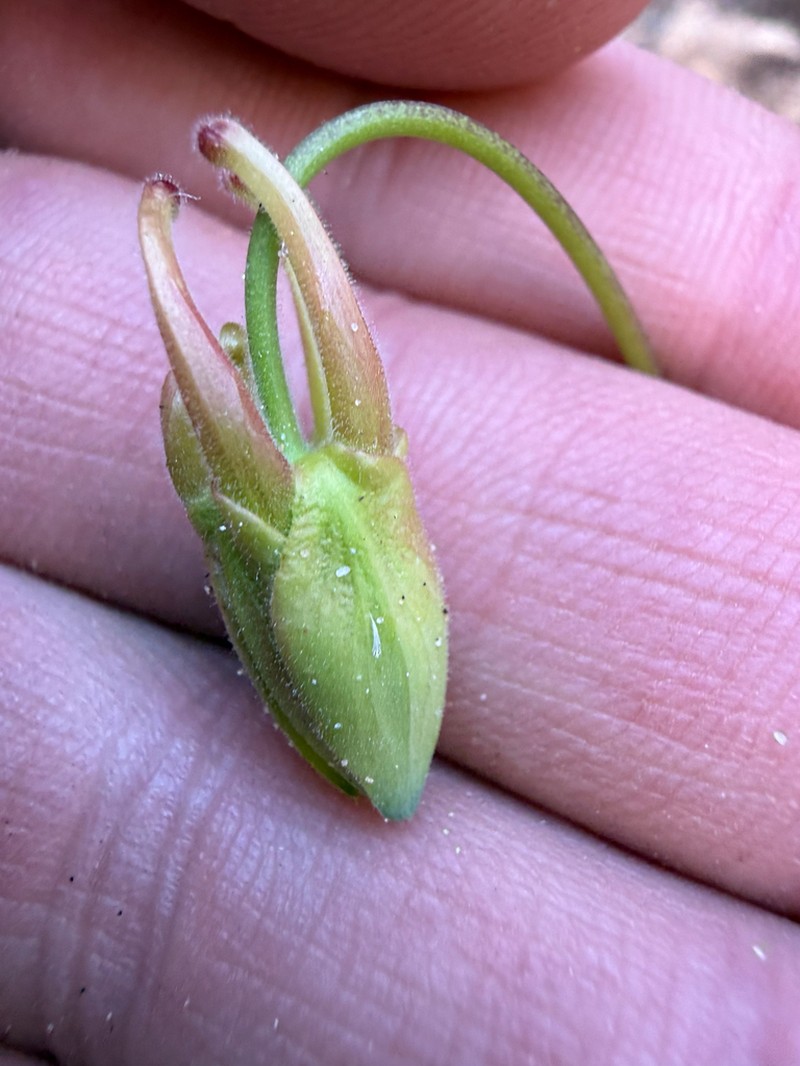 Aquilegia holmgrenii photo 3
