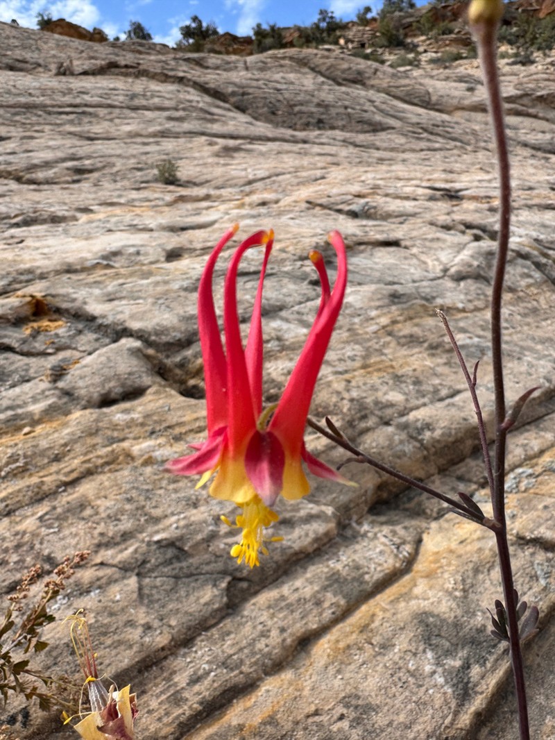 Aquilegia holmgrenii photo 4