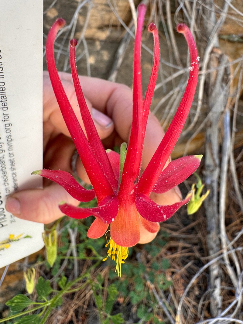 Aquilegia holmgrenii photo 6