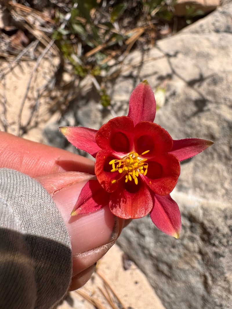 Aquilegia holmgrenii photo 7