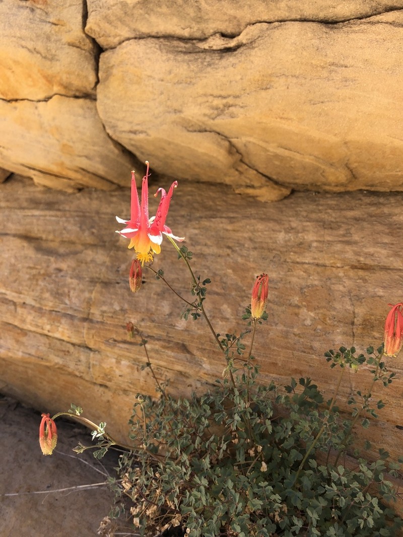 Aquilegia holmgrenii
