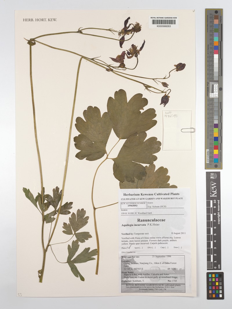 Aquilegia incurvata