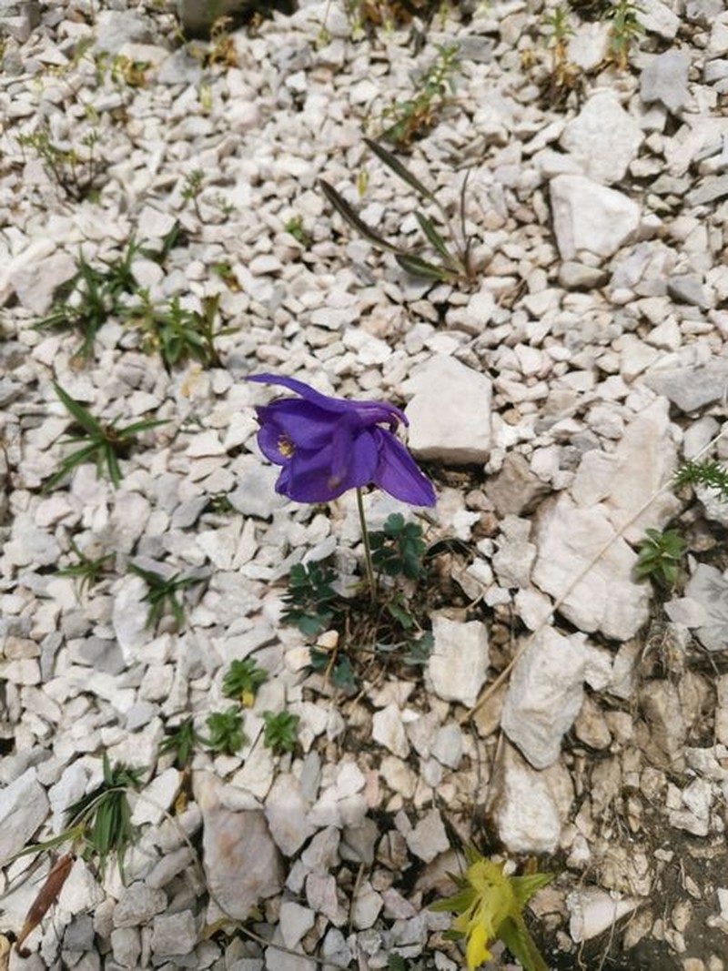 Aquilegia iulia photo 2