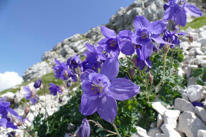 Aquilegia iulia photo 3