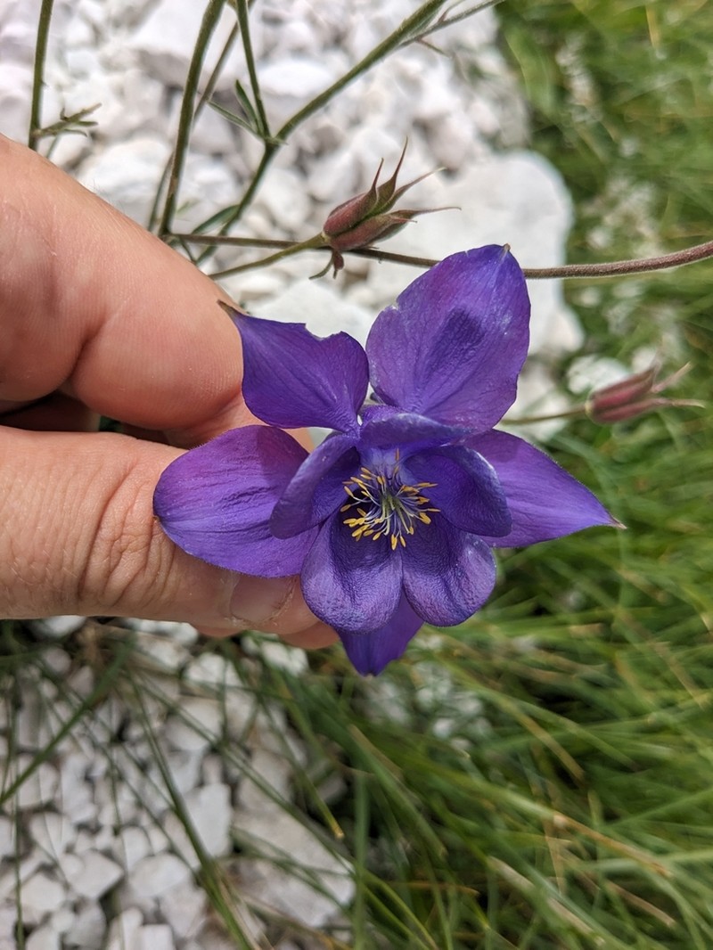 Aquilegia iulia photo 4