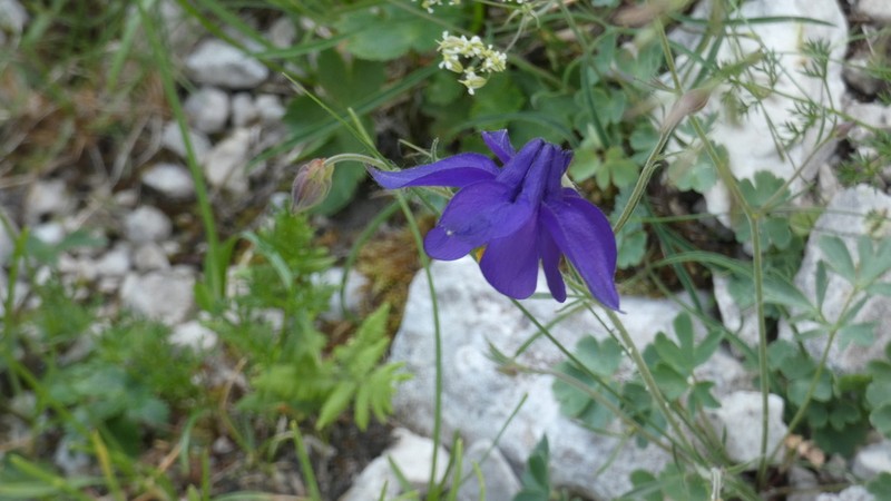 Aquilegia iulia photo 5