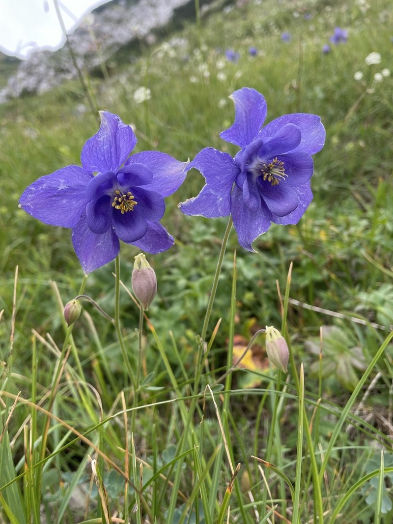 Aquilegia iulia photo 6