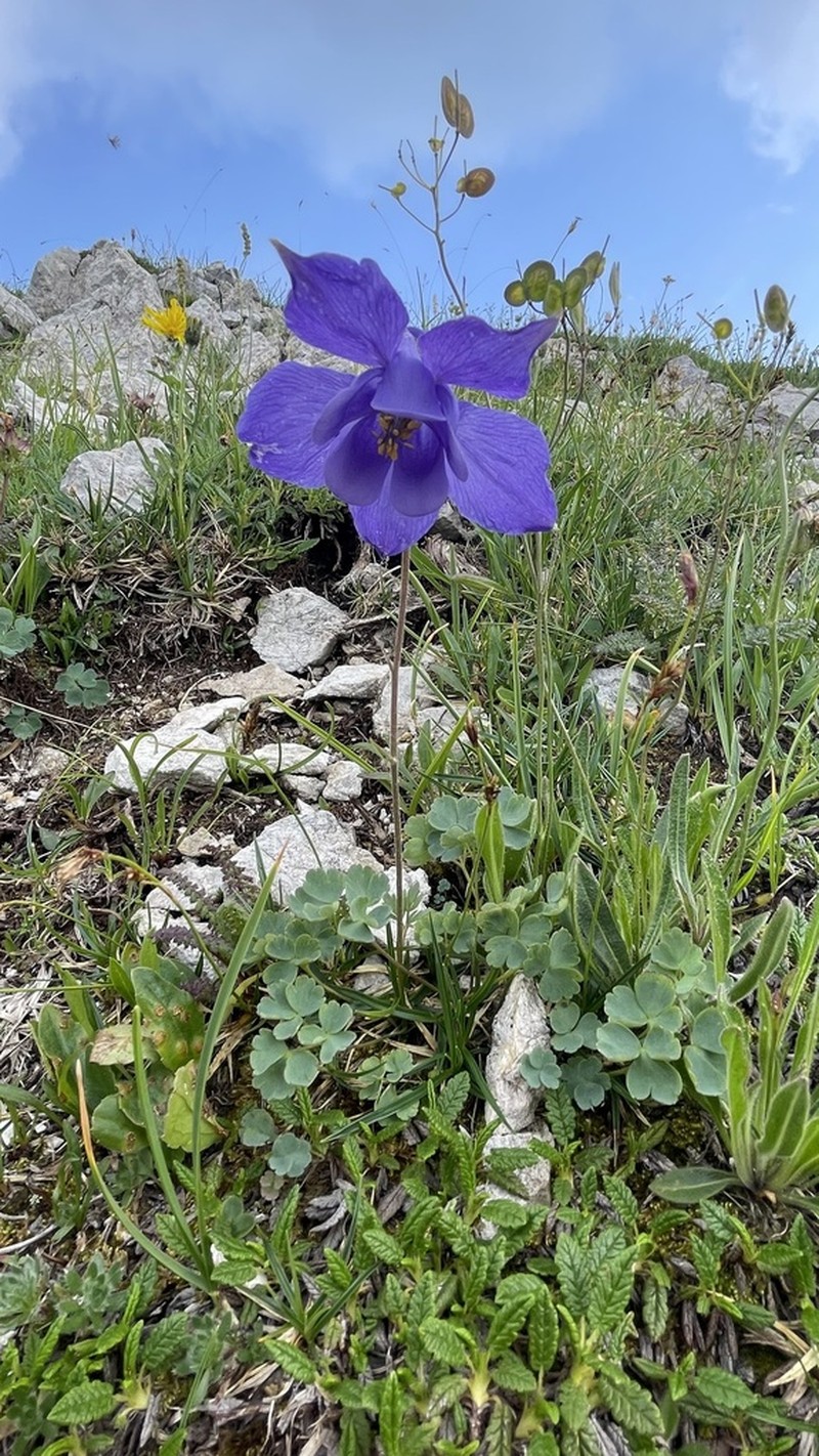 Aquilegia iulia photo 7