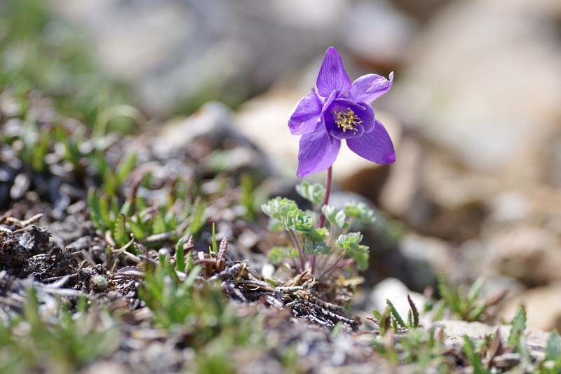 Jones' Columbine photo 2