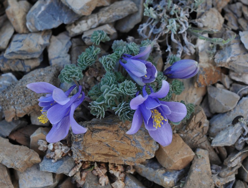 Jones' Columbine photo 3