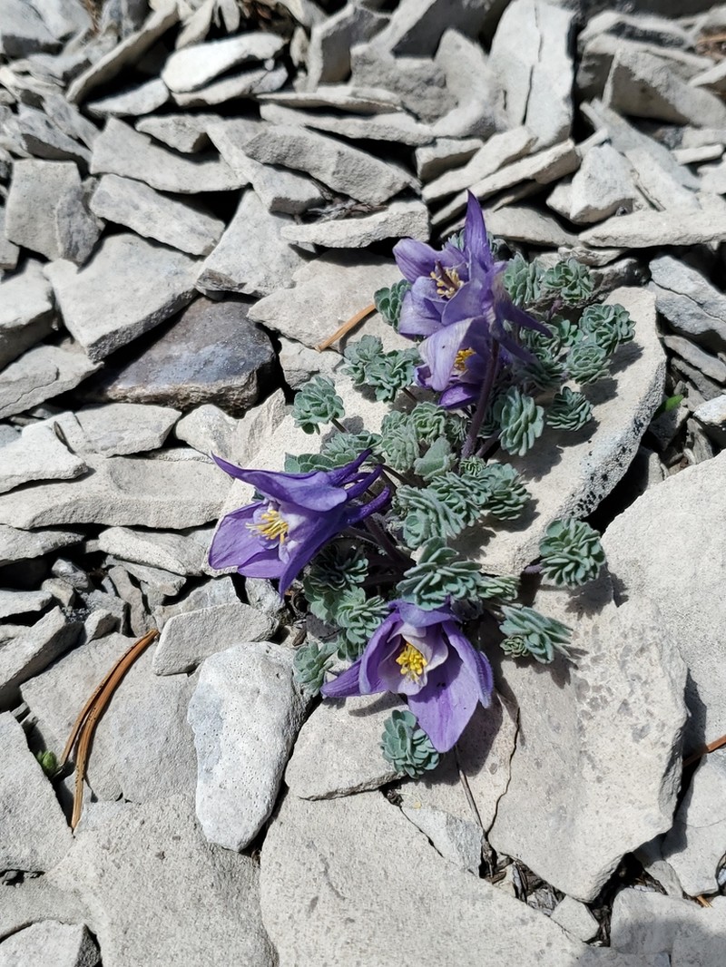 Jones' Columbine photo 4
