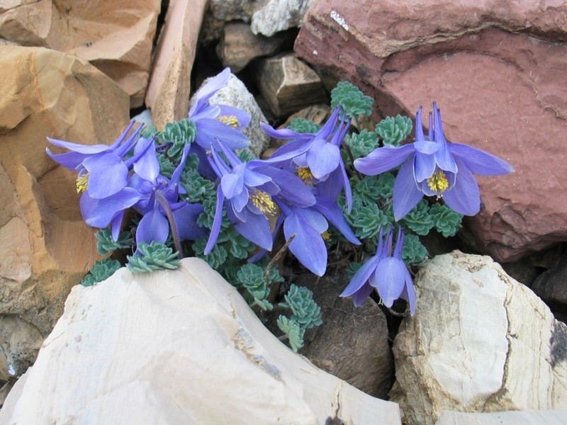 Jones' Columbine photo 5