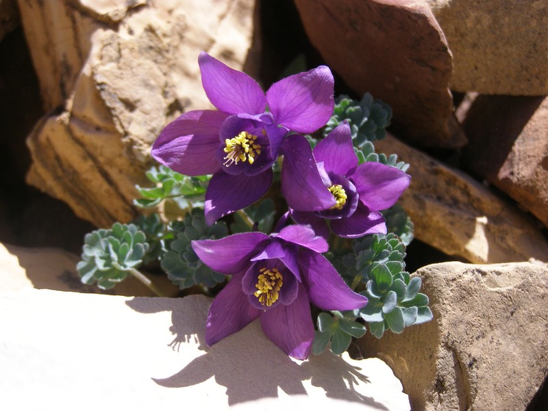 Jones' Columbine photo 6