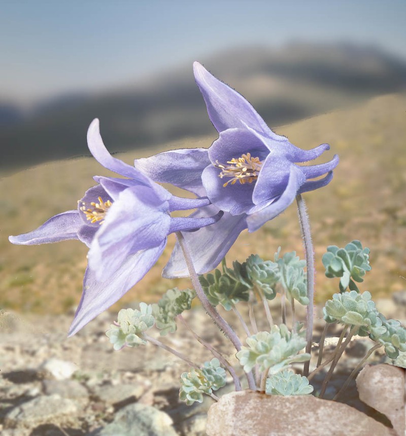 Jones' Columbine photo 7