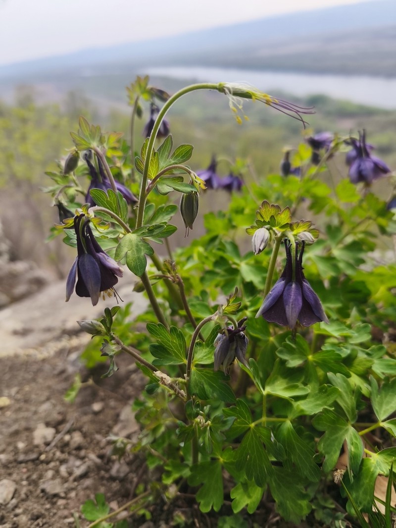 Aquilegia kamelinii photo 3