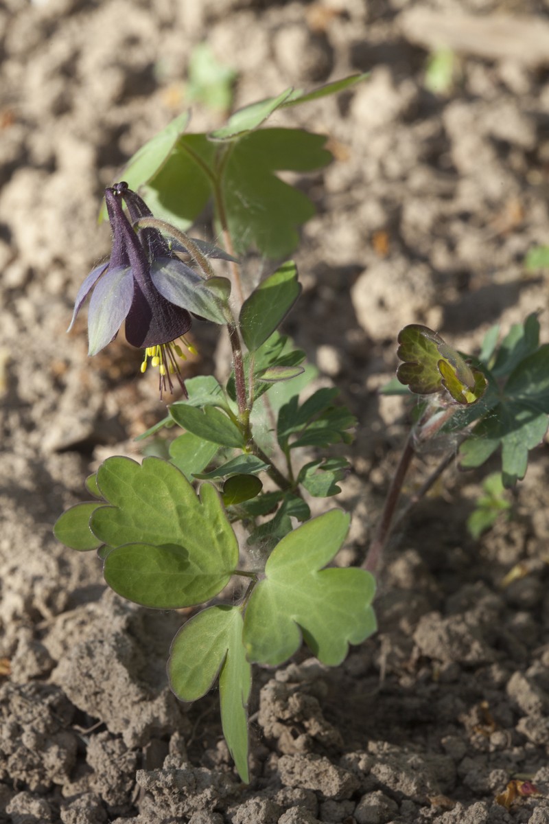 Aquilegia kamelinii photo 2