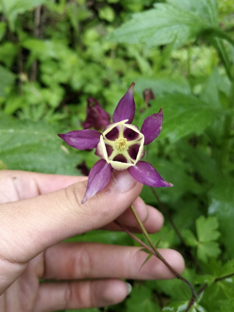 Aquilegia kansuensis photo 2