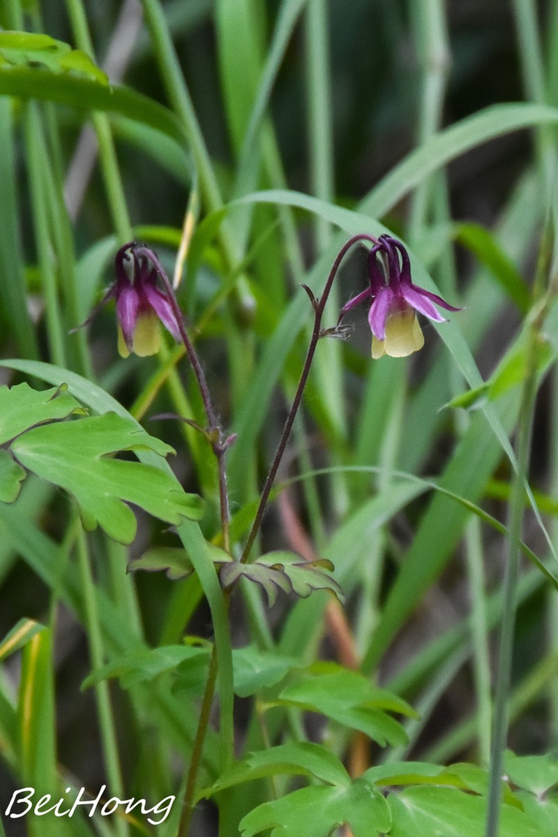 Aquilegia kansuensis photo 3