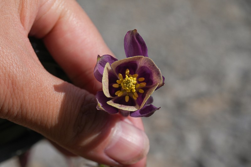 Aquilegia kansuensis photo 4