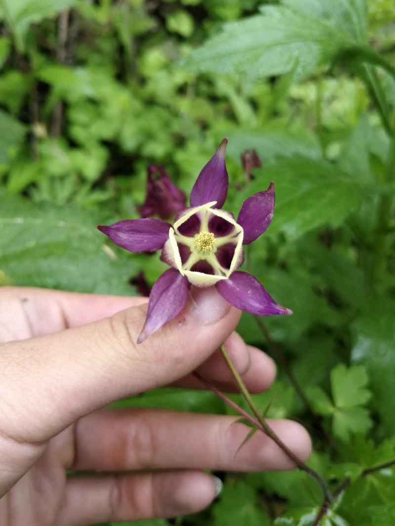 Aquilegia kansuensis photo 6