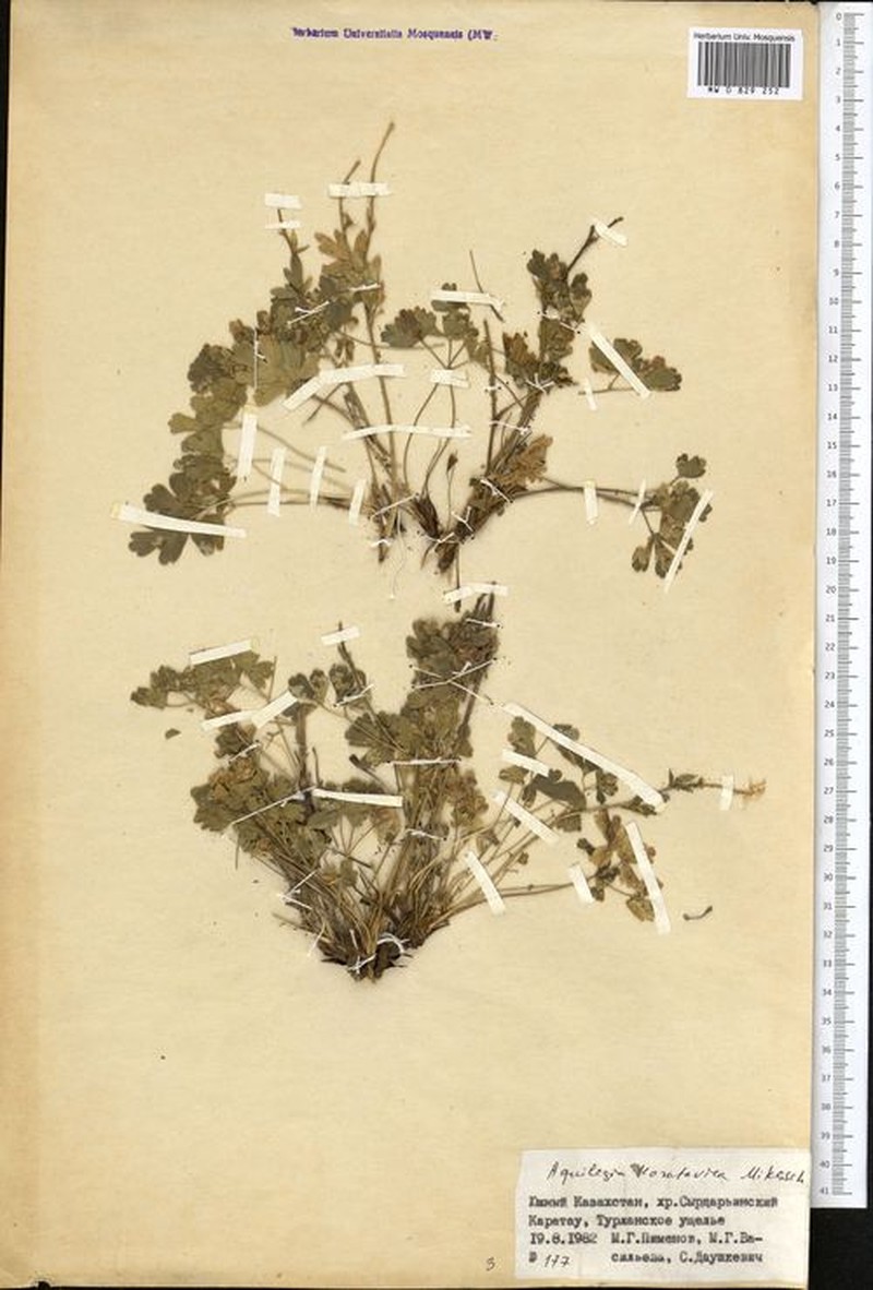 Aquilegia karatavica